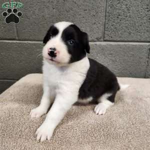 Willie- Pure Breed Border Collie, Border Collie Puppy