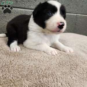 Willie- Pure Breed Border Collie, Border Collie Puppy