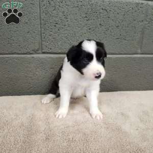 Willie- Pure Breed Border Collie, Border Collie Puppy