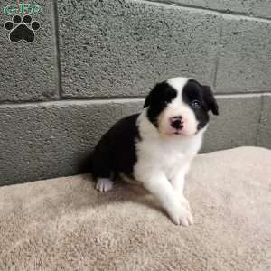 Willie- Pure Breed Border Collie, Border Collie Puppy