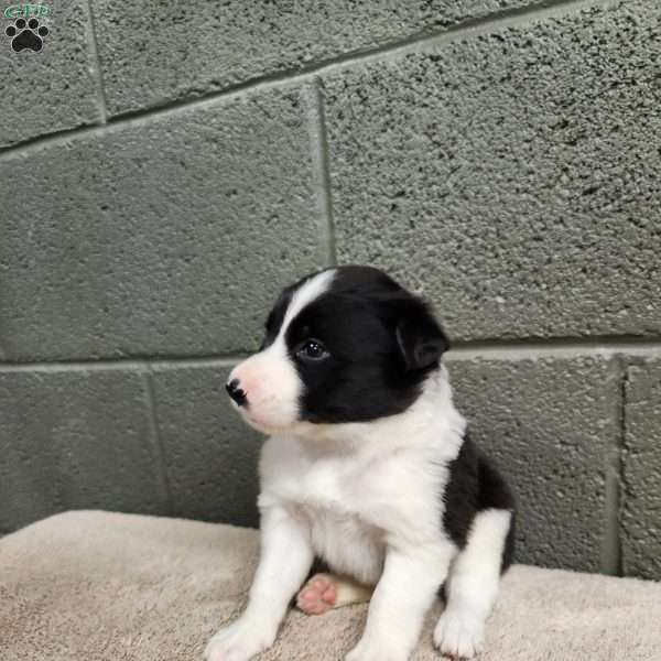 Tiger- Pure Breed Border Collie, Border Collie Puppy