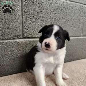 Tiger- Pure Breed Border Collie, Border Collie Puppy