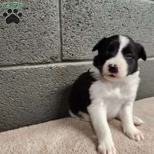 Tiger- Pure Breed Border Collie, Border Collie Puppy