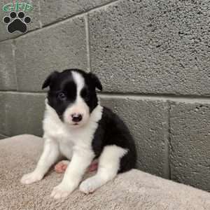 Tiger- Pure Breed Border Collie, Border Collie Puppy