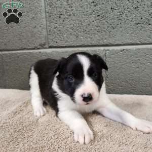 Tiger- Pure Breed Border Collie, Border Collie Puppy