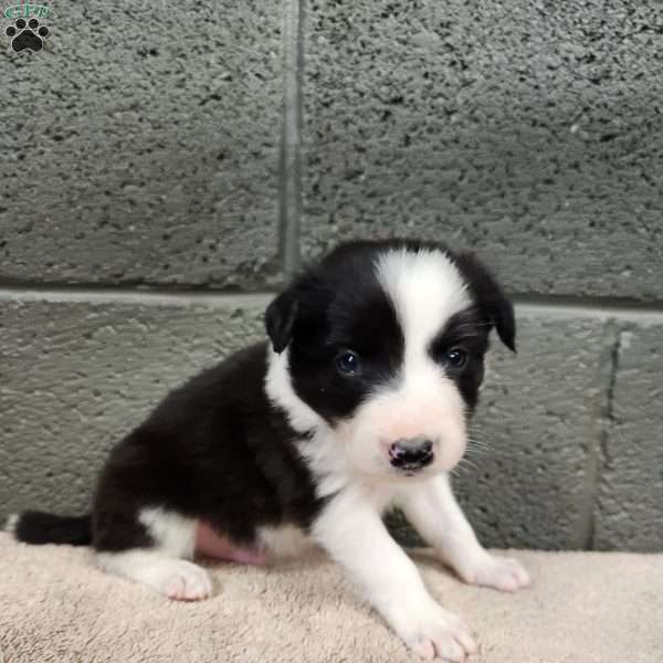 Charlie- Pure Breed Border Collie, Border Collie Puppy