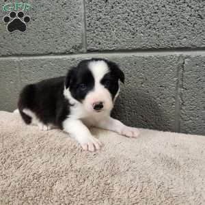 Charlie- Pure Breed Border Collie, Border Collie Puppy