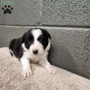 Charlie- Pure Breed Border Collie, Border Collie Puppy