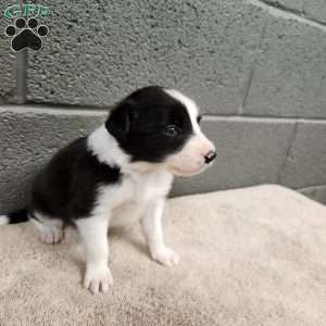 Charlie- Pure Breed Border Collie, Border Collie Puppy