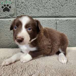 Cocoa- Pure Breed Border Collie, Border Collie Puppy