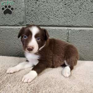 Cocoa- Pure Breed Border Collie, Border Collie Puppy