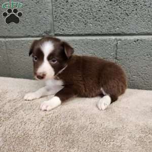 Cocoa- Pure Breed Border Collie, Border Collie Puppy