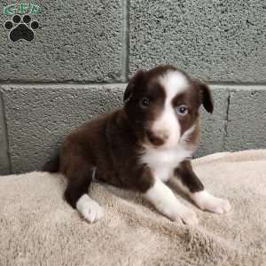 Cocoa- Pure Breed Border Collie, Border Collie Puppy