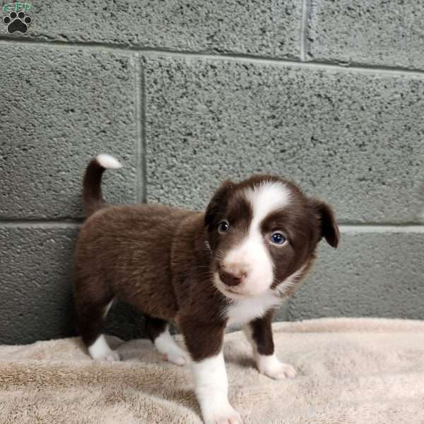 Cocoa- Pure Breed Border Collie, Border Collie Puppy