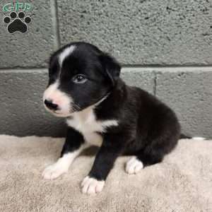 Charlie- Pure Breed Border Collie, Border Collie Puppy