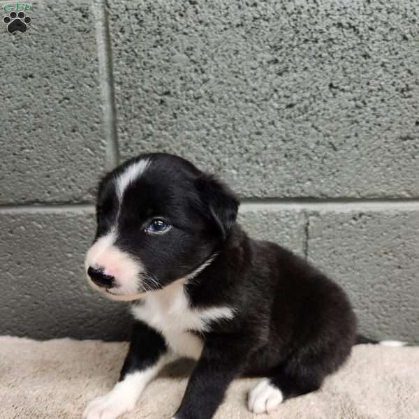 Molly- Pure Bred Border Collie, Border Collie Puppy