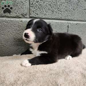 Molly- Pure Bred Border Collie, Border Collie Puppy