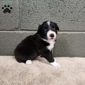 Molly- Pure Bred Border Collie, Border Collie Puppy
