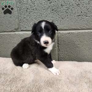 Molly- Pure Bred Border Collie, Border Collie Puppy