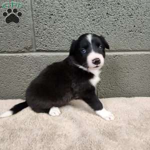 Molly- Pure Bred Border Collie, Border Collie Puppy