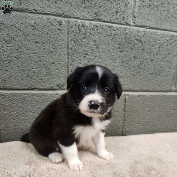 Bridget- Pure Breed Border Collie, Border Collie Puppy
