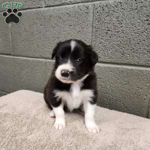 Bridget- Pure Breed Border Collie, Border Collie Puppy