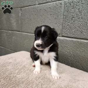 Bridget- Pure Breed Border Collie, Border Collie Puppy