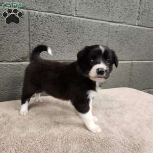 Bridget- Pure Breed Border Collie, Border Collie Puppy