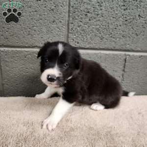 Bridget- Pure Breed Border Collie, Border Collie Puppy