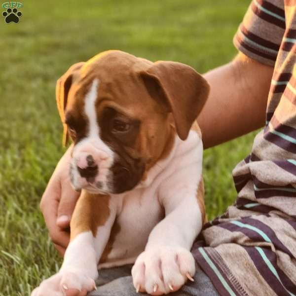 Leo, Boxer Puppy