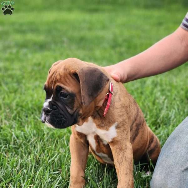 Buddy, Boxer Puppy