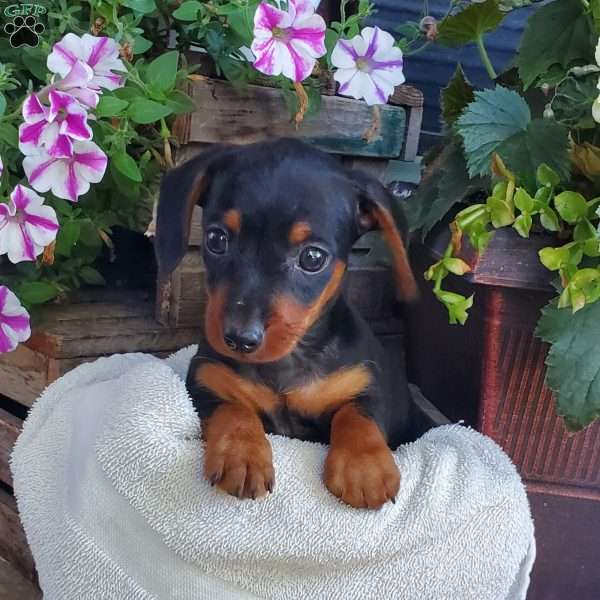 Hunter, Dorkie Puppy