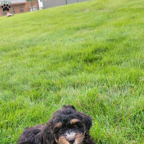 Tia, Mini Bernedoodle Puppy