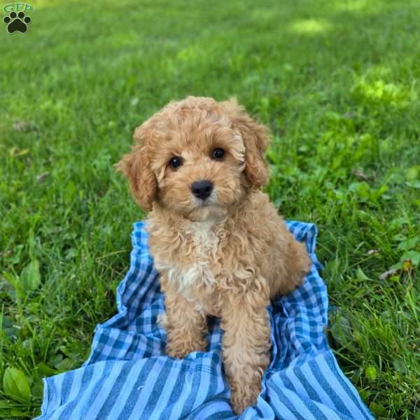 Saxon, Cavapoo Puppy