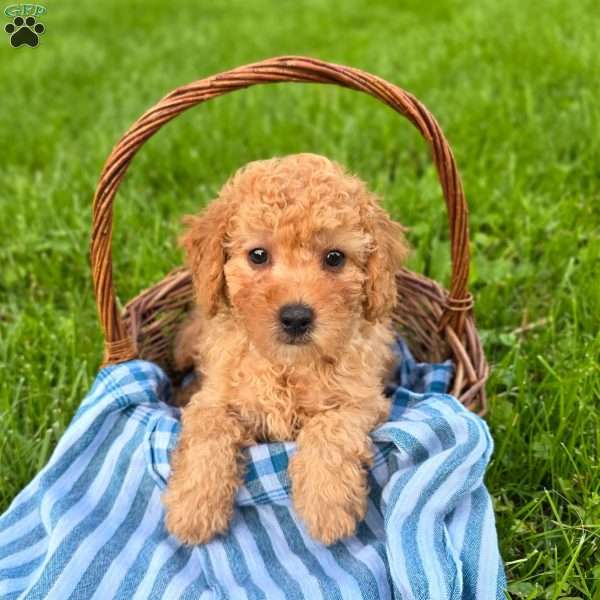 Trevor, Mini Goldendoodle Puppy