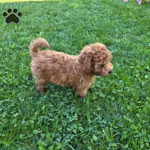 Stewart, Cavapoo Puppy