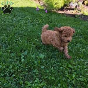 Stewart, Cavapoo Puppy