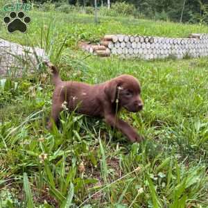 Hemlock, Chocolate Labrador Retriever Puppy