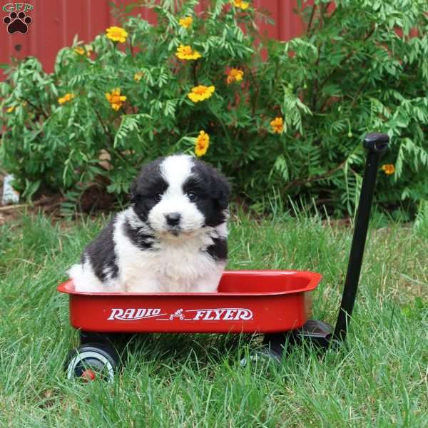 Collin, American Eskimo Mix Puppy