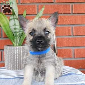 Arnold, Cairn Terrier Puppy