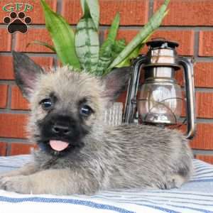 Arnold, Cairn Terrier Puppy