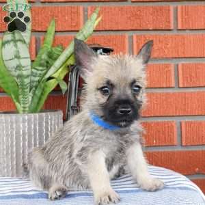Arnold, Cairn Terrier Puppy
