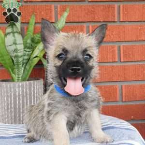 Arnold, Cairn Terrier Puppy