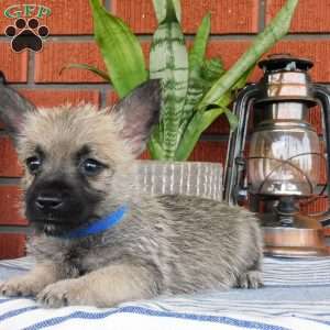 Arnold, Cairn Terrier Puppy