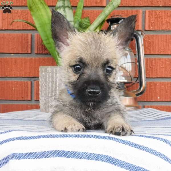 Arnold, Cairn Terrier Puppy