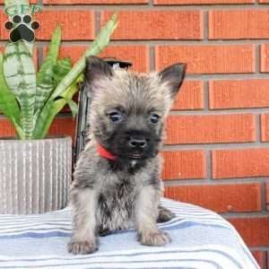 Asher, Cairn Terrier Puppy