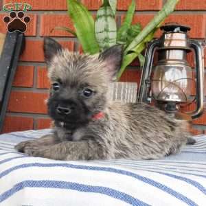 Asher, Cairn Terrier Puppy