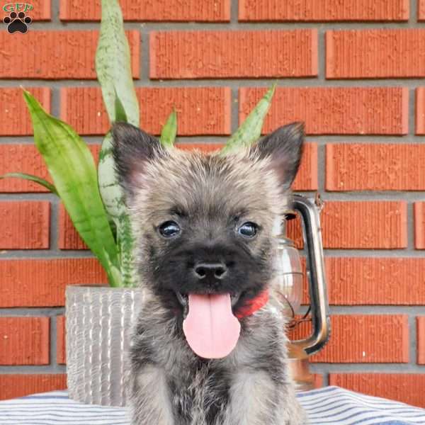 Asher, Cairn Terrier Puppy