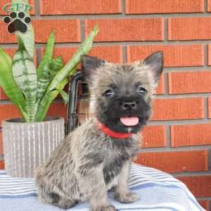 Asher, Cairn Terrier Puppy