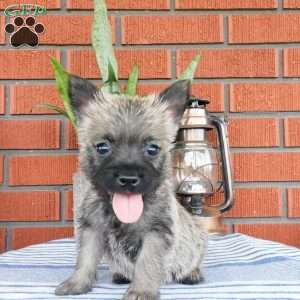 Asher, Cairn Terrier Puppy